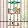 Wooden Bird Parrot Perch, Chewing Toy, Perch Toy for Budgie Guinea Pig