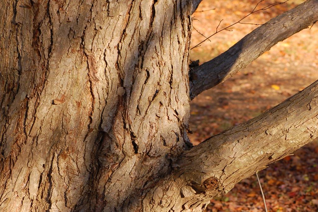 SAFLAX Кацуратри - 200 семян - Cercidiphyllum japonicum