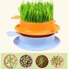 Mint Cat Grass Pot Soilless Hydroponic Lazy Cat Grass Planting Box Catnip Promote Digestion Cat Snacks Planting Container Tools