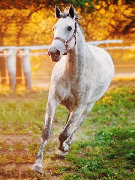 Алмазная картина лошадь картина из стразов полная квадратная алмазная вышивка животное вышивка крестом мозаичный декор для дома
