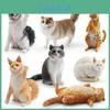 Реалистичная фигурка короткошерстной кошки, модели кошек мейн-кун, рэгдолл в семи разновидностях