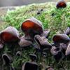 Black Mushroom Mycelium - Mushroom Growing Kit - Grow Mushroom Spores