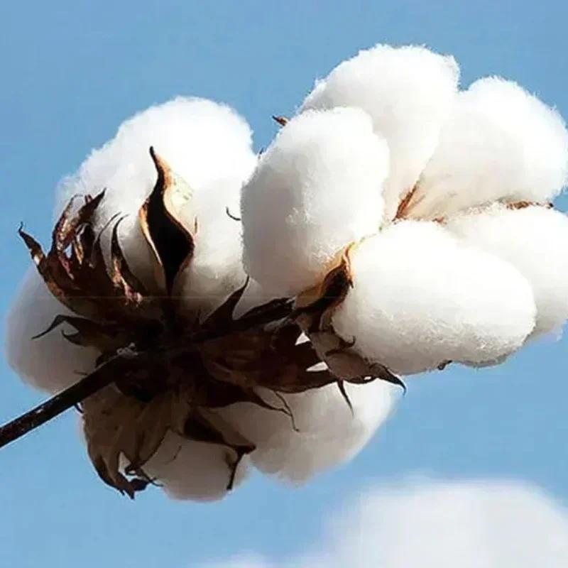 Summer Anime Vintage Special T-shirt Unisex Anime Manga Shirt Black Swordsman Skull Knight Graphic Anime Tee Manga Shirt Japan