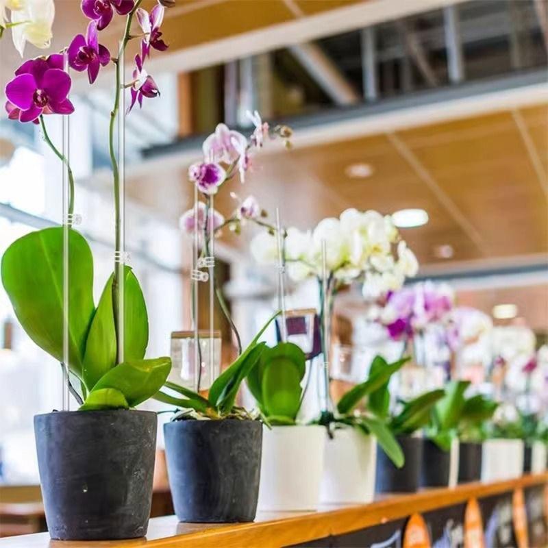 30Pieces Orchids Support Stem Plant Stakes Encourage Vertical Growth Stable And Flexible Support For Indoor Outdoor Use