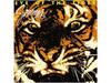 [Blu-spec CD2] Eye Of The Tiger Paper Sleeve Limited Edition Survivor SICP-30392