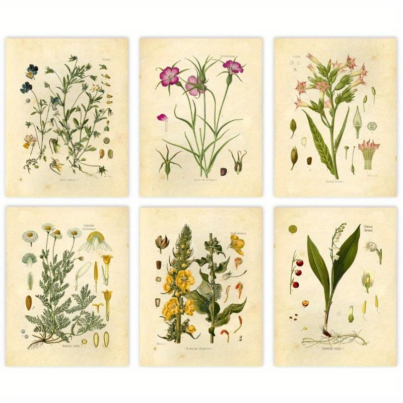Винтажные ботанические принты диких цветов, настенное искусство Ink Inc, образовательные ботанические таблицы и плакаты, декор для дома и класса