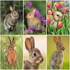Rabbit DIY 5D Diamond Painting Full Round Drill Animal Scenic Diamond Embroidery Cross Stitch Kit Wall Art Home Decor Gift