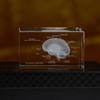 3D Crystal Carved Brain & Heart Anatomical Model Figurine