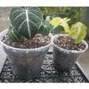 7/10/12cm Transparent Thickened Plastic Flowerpot With Tray Orchid Pot Succulent Rose Plant Root Maintenance B1