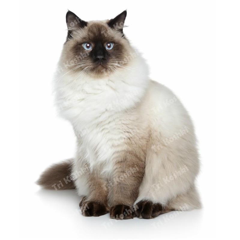 Три кошки RC035 Аниме Собака Рагдолл Наклейка Водонепроницаемая ПВХ Декор Дверь Гостиная Детская Комната