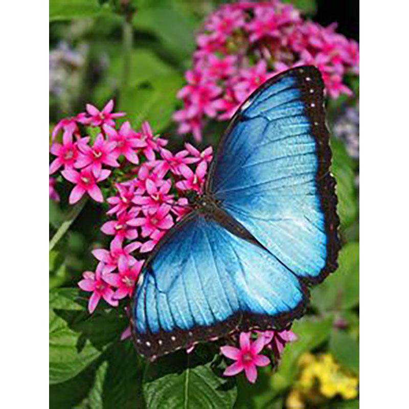 DIY Бабочка 5D алмазная живопись полная круглая дрель животное Алмазная вышивка наборы крестиков мозаика подарок настенное искусство домашний декор