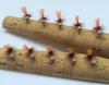 Ant Parachute Completed Fly Set of 10 #14#16 (Brown/Orange)