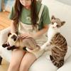 Home Decoration Siamese Cat Orange Cat Gift Pillow Plush Toys Simulation Cat Toy Simulation Doll