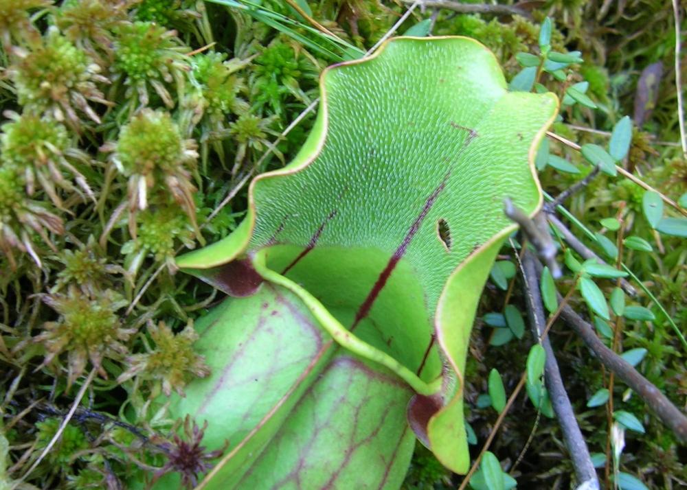 SAFLAX Pitcher Plant Mix - 10 семян - С горшечным субстратом для лучшего выращивания - Sarracenia Mix