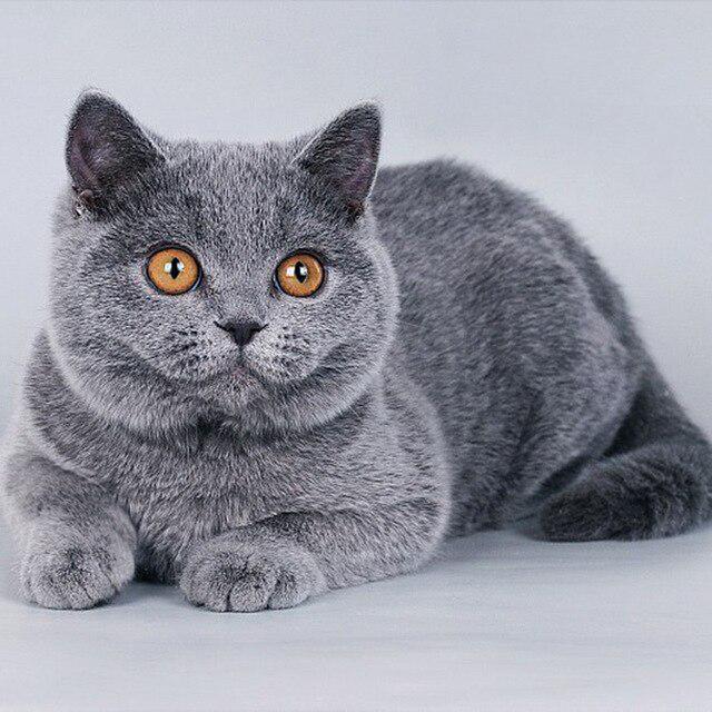 Кошка DIY 5D алмазная живопись полная круглая смола животное цветок Алмазная вышивка мозаика вышивка крестом горный хрусталь настенное искусство домашний декор