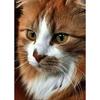 New 5D DIY Diamond Painting Cute Cat Diamond Embroidery Animals Cross Stitch Full Square Round Drill Home Decor Manual Art Gift