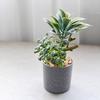 Green Simulation Succulent Flowerpotted Table Potted Fake Flower Bonsai  Desktop Ornament