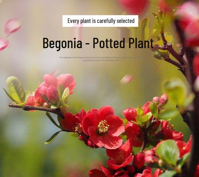 Chojukan Japanese Weeping Crabapple Bonsai Sapling for Courtyard Planting
