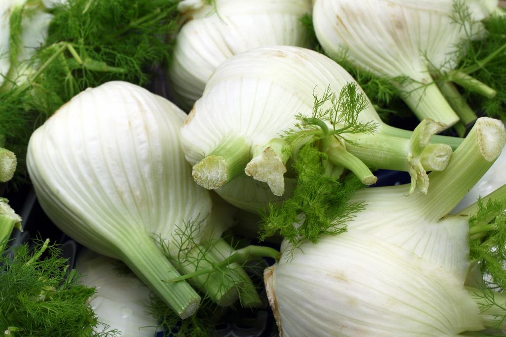 SAFLAX Garden in the Bag - Органический - Фенхель Флоренс - 100 семян - С субстратом в подходящем пакете - Foeniculum vulgare