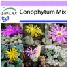 Flowering Stones / Conophytum Mix - 40 Seeds - Conophytum Mix
