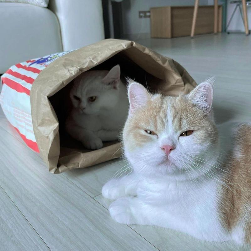 Мешок для попкорна Кошачья палатка Игрушка Игровой тоннель Палатка Дом Собаки Крафт-бумажный пакет Укрытие Тоннель Игрушка для развлечения питомцев в помещении