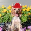 Pet Hat Cowboy Hat for Decoration 2Pcs Red Pet Costume Headwear