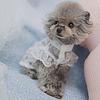 Dog Clothes Round Neck Sun Protection Polyester Pet Princess Dress for Summer
