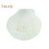 10Pcs Natural Scallop Shells DIY Crafts Theme Party Decor Bright White Seashells Jewelry Christmas Decoration
