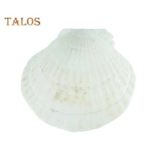 10Pcs Natural Scallop Shells DIY Crafts Theme Party Decor Bright White Seashells Jewelry Christmas Decoration
