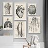 Vintage Human Anatomy Poster Artwork Medical Wall Hd Picture Muscle Skeleton Canvas Print Painting for Hospital Clinic Decor
