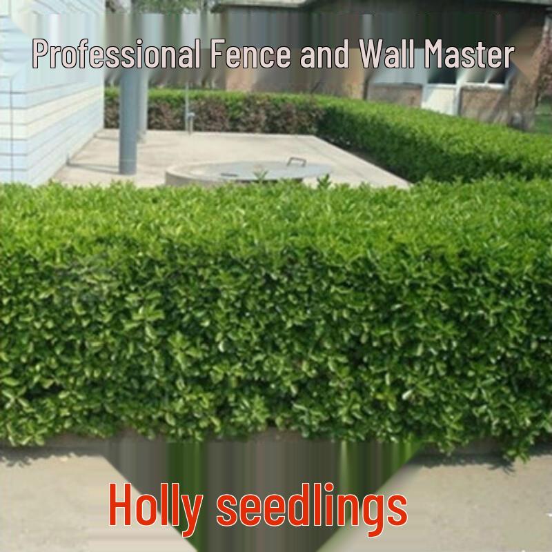 Cold-Hardy Evergreen Holly Saplings