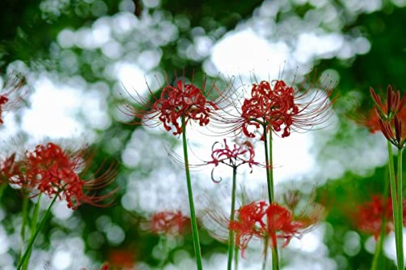 Zhongyi Optics APO 135mm ED для Canon RF F2.5