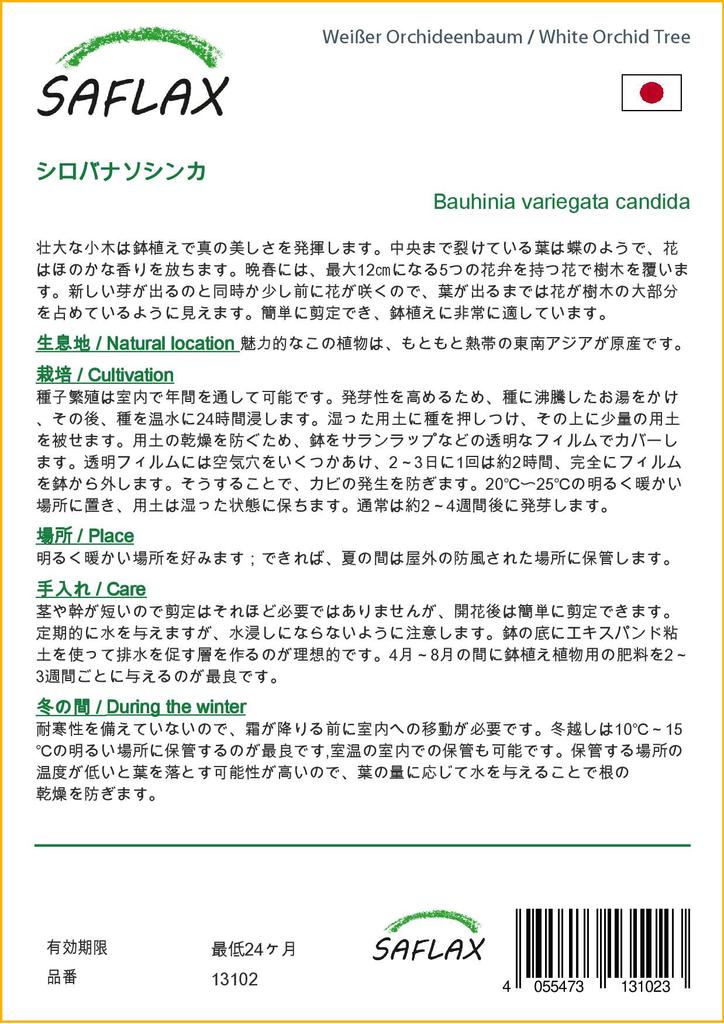 SAFLAX Белая орхидея - 5 семян - Bauhinia variegata candida