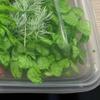 1 коробка консервированных цветов, красивые яркие сухие цветы, стильный визуальный эффект, демонстрация сухих цветов для дома