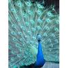 DIY Peacock 5D Diamond Painting Full Round Drill Mosaic Bird Diamond Embroidery Cross Stitch Kits Home Decor Christmas Gift