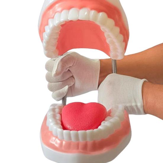 6-кратно увеличенная стоматологическая учебная модель со съемным языком и зубами для чистки