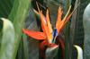 SAFLAX - Gift Set - Bird of Paradise - 5 seeds - With gift box, card, label and potting substrate - Strelitzia reginae