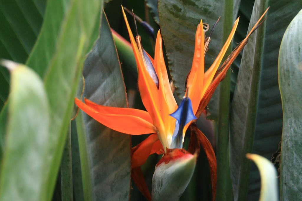 SAFLAX - Gift Set - Bird of Paradise - 5 seeds - With gift box, card, label and potting substrate - Strelitzia reginae
