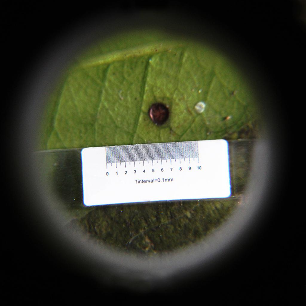 Upgrade Magnifying Glass with Light LED Illuminated Lighted Magnifier with Scale for Seniors Reading Inspection Coins