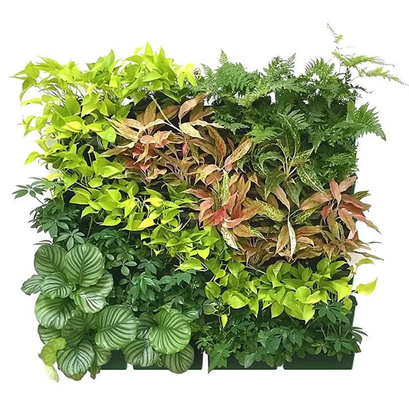 Сад Открытый Стена Растения Цветочный Горшок Контейнер Настенный Висит Вертикальный Зеленый