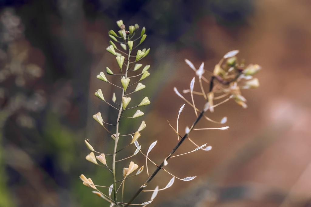 SAFLAX Garden in the Bag - Пастушья сумка - 1000 семян - С субстратом в подходящем мешке - Capsella bursa-pastoris