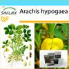 Подарочный набор - Арахис - 8 семян - С подарочной коробкой, карточкой, этикеткой и субстратом для горшков - Арахис гипогея