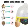 For Chicken Duck Bird Pigeon Farm Hatchery Adjustable Digital Temperature 7 Egg Poultry Incubator Mini Egg Incubator Brooder