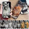 Мягкий чехол для телефона с домашним животным мейн-куном и котом для iphone 14pro 11pro 12 13pro max 5S 6s xs 7 8plus SE xr 12mini Coque, чехлы