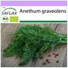 Organic - Dill - 700 Seeds - Anethum Graveolens