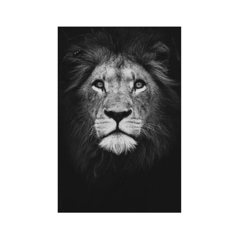 Дикие африканские львы в темноте, холст, картина на стене, художественные постеры и принты, черно-белые фотографии животных, домашний декор