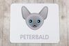 Peterbald – Mouse pad | Art-Dog