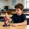 3D модель человеческого тела (половина) со съемными органами, модель анатомии туловища человека, наглядное пособие для класса, медицинских студентов, сборная модель структуры тела, STEM игрушка