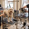 Регулируемая по длине петля для груминга домашних животных, однотонные цвета, поддерживающий шнур для груминга, все размеры собак
