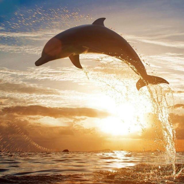 5D Алмазная картина Полный круглый дрель Дельфин Алмазная вышивка Животное Вышивка крестом